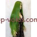Перука на сітці зелена довга Lace Wig Super Straight тон GREEN термостійка Перука на сітці зелена довга Lace Wig Super Straight тон GREEN термостійка